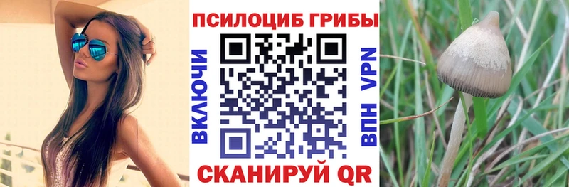Галлюциногенные грибы Psilocybe  кракен сайт  Лихославль 